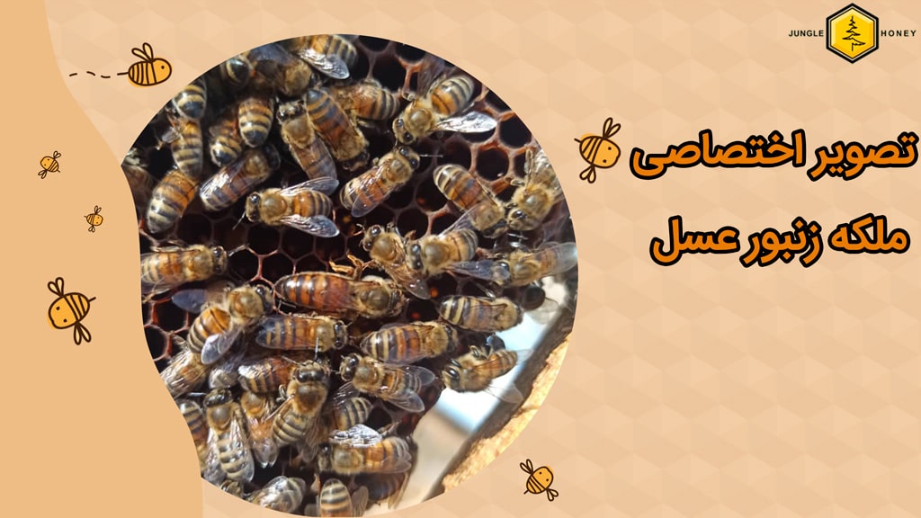 تصویر ملکه زنبور عسل زنبورستان عسل جنگل