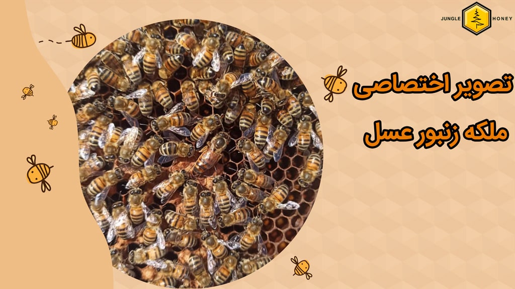 زنبور ملکه عسل درکندو عسل جنگل