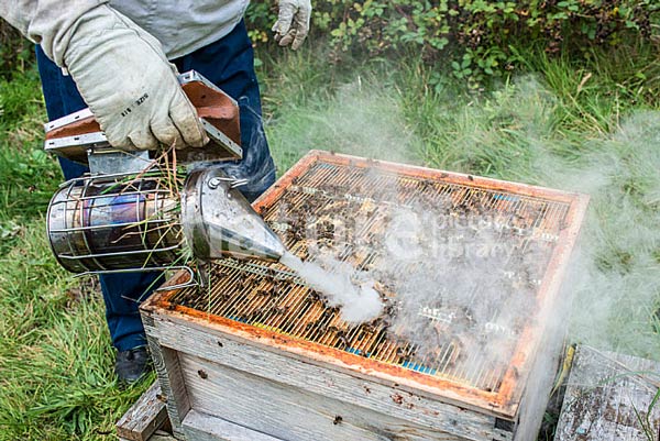 دودی یک ابزار در زنبورداری
